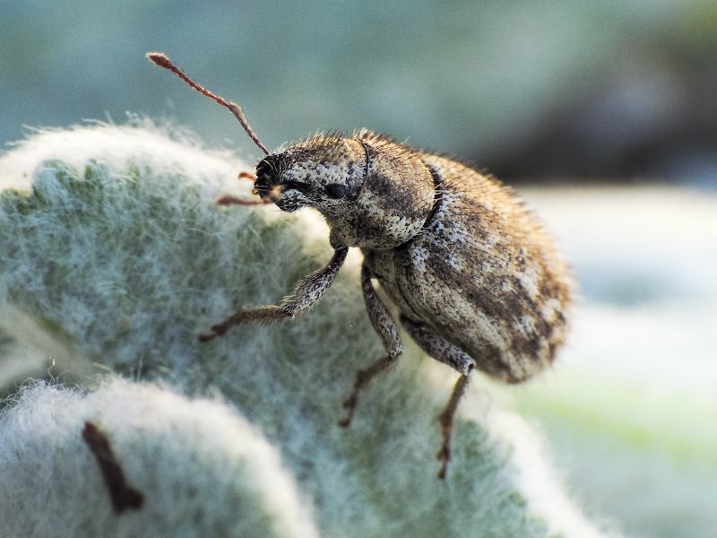 Strophomorphus porcellus (Schoenherr, 1832)